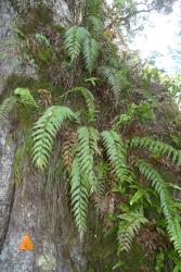 Asplenium polyodon. Mature plants growing terrestrially on a rocky bank.
 Image: L.R. Perrie © Leon Perrie CC BY-NC 3.0 NZ